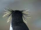 Moseleys penguin also called Northern Rockhopper penguin on Bleaker Island. Falkland Islands. Coastal Print